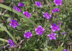Geranium soboliferum
