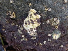 Paciocinebrina circumtexta