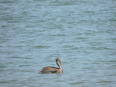 Pelecanus occidentalis