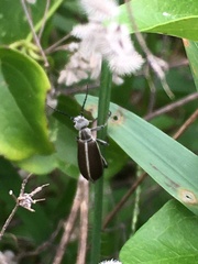Epicauta cinerea-group