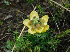 Lotononis umbellata