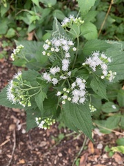 Ageratina altissima