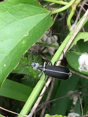 Epicauta cinerea-group