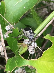 Epicauta cinerea-group