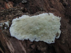 Gloeoporus pannocinctus