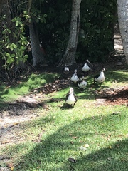 Cairina moschata domestica