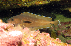 Lotella rhacina