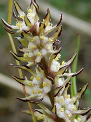 Wurmbea spicata