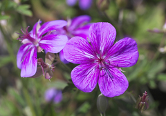 Geranium soboliferum