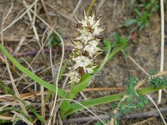 Wurmbea spicata