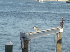 Nycticorax nycticorax image