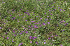 Geranium soboliferum