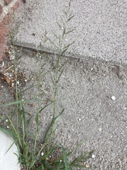 Eragrostis multicaulis