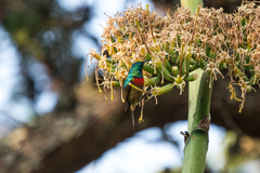 Cinnyris fuelleborni