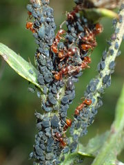 Aphis fabae cirsiiacanthoidis