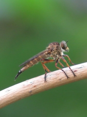 Neomochtherus auricomus