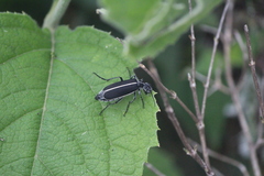 Epicauta cinctipennis
