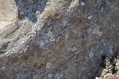 Serpula vermicularis