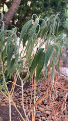 Buddleja salviifolia