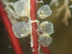 Colonial Sea Squirt photo 3