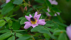 Rhagiini