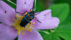 Rhagiini