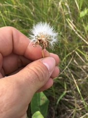 Nothocalais cuspidata