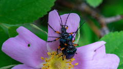 Rhagiini