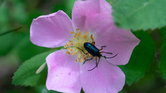 Rhagiini