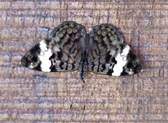 Ectima thecla thecla