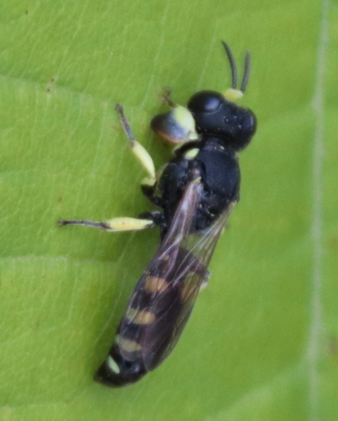 Crabro tenuiglossa