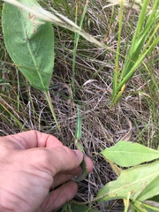 Nothocalais cuspidata