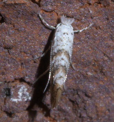 Cameraria hamadryadella