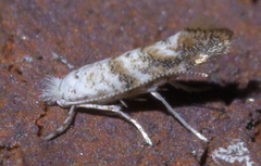 Cameraria hamadryadella