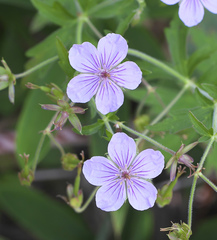 Geranium krameri