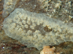 Aplousobranchia