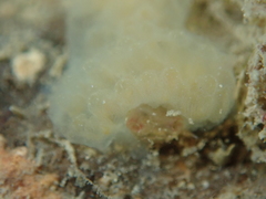 Aplidium glabrum