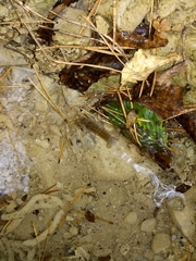 Austropotamobius pallipes