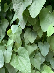 Aristolochia contorta