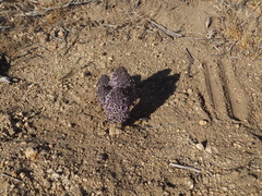Pholisma arenarium