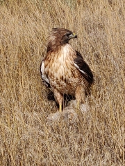 Buteo jamaicensis