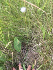 Nothocalais cuspidata