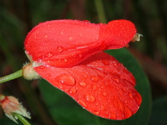 Periandra coccinea