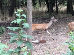 Odocoileus virginianus texanus