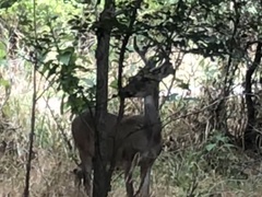 Odocoileus virginianus texanus