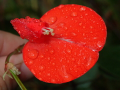 Periandra coccinea