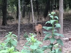 Odocoileus virginianus texanus