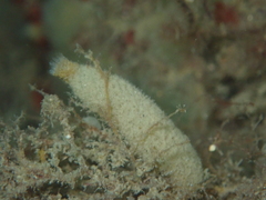 Sycon ciliatum