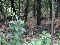Odocoileus virginianus texanus