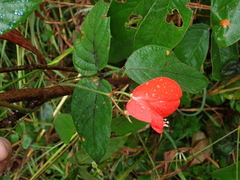 Periandra coccinea